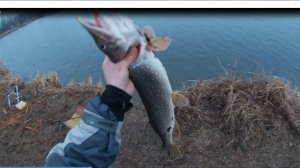 Осень + Мандула = Щука твоей мечты. Как поймать трофейную рыбу в осенний сезон