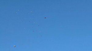 1000107012.mp4 Летные голуби луганска.