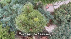 Pinus sibirica Камикадзе (Тамагочи)