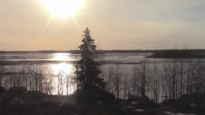 Идущий по воде! СИГ.Вот так рыбалка.Пока вязал носки дома. Сиг съел грузила на сетке.