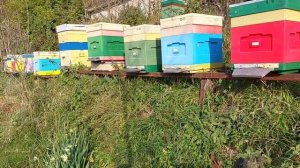 Матки в изоляторах, 6 декабря.