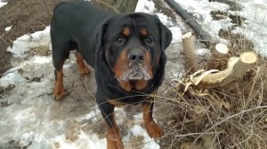 КОРОТКО О ГЛАВНОМ: деревья спилены, обои наклеены. 38 серия