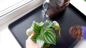 355. Цветы: Воскресные пересадки 07.12.2025.