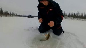 Они оборвали все крючки! Сумасшедшие поклёвки!