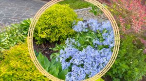 Садовые зарисовки в начале июня. Июньские преображения. Садовый дневник.