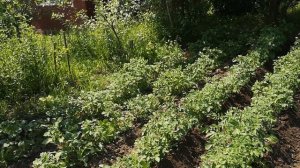 Окучник ручной "Тяни-толкай" окучивание