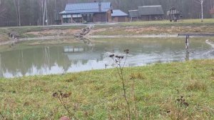 Хутор в Лесу