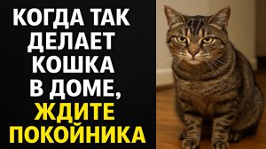 Куда ложится кошка, когда надвигается беда: тревожный сигнал, который все игнорируют. Приметы