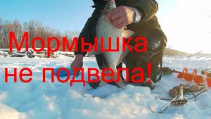 Мормышка знает свое дело! Рыбалка на Оби перед Новым Годом.