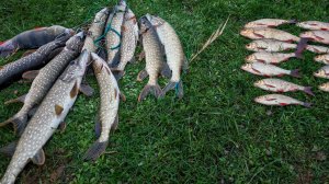 Голодная щука бросается на все приманки. Рыбалка на спиннинг и кружки!