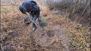 Как правильно сажать сосны и кедры?