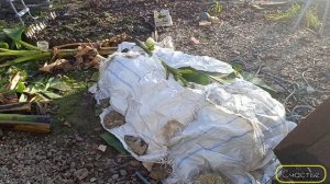 Как зимует банановое дерево в Краснодаре #банановоедерево #сад #Краснодар #пилюбанан #растения #зима