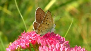 Червонец бурый