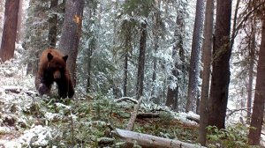 Дикая природа