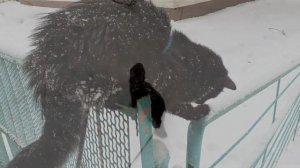 Слайд-шоу. Мишка и Тишка.