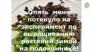 Салат на подоконнике зимой. Опять экспериментирую.