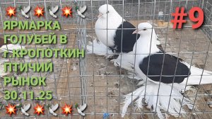 🔥💥🔥 Ярмарка голубей в г.Кропоткин. Птичий рынок 30.11.25. Часть 9. Pigeons Fair. Bird Market.