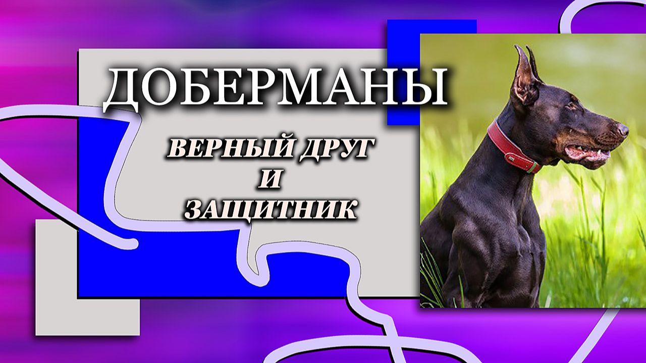 Дрессировка Добермана в Московском Питомнике. Служебная Собака, Россия - Москва