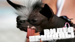 ЛУЧШИЕ ПРИКОЛЫ 2025 | ПРИКОЛЫ 2025 | СВЕЖИЕ ПРИКОЛЫ 2025 | РЖУ НЕ МОГУ |