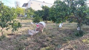 38) На зиму в у. Мандариновая зарисовка