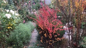 Уймите вашу мать🪴… Или снова накупила растений в сад🤭