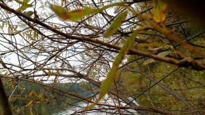 Щука нагибатор. Мордой в куст.