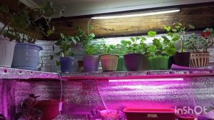 7-12-2025. Жизнь в деревне.Снегом заваливает,морозы наступают.Освободила подоконник от цветов.