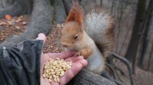 Покормил Белку с глазиком