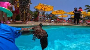 АМИНА СТАЛА ПОВАРОМ 🤩 НАШЛИ НЕОБИТАЕМЫЙ ОСТРОВ 🤩 КАМИЛЬ ПРОБУЕТ СЫРОЕ МЯСО 🤯