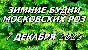 ❄ЗИМНИЕ БУДНИ МОСКОВСКИХ РОЗ И НЕ ТОЛЬКО) 7 ДЕКАБРЯ 2025 ГОДА.