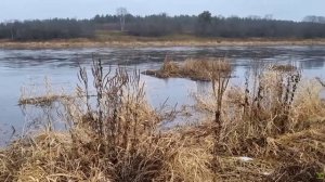 Эти щуки съедают Джерк целиком! Рыбалка на Джерк с берега