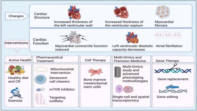 Старение сердца: молекулярные механизмы и терапевтические вмешательства