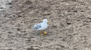 КРЫМ 2025 | АЛУШТА | 4 декабря ❤️🌊⛰️🐬☀️🏖️