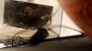 Восстанавливаю старый аквариум