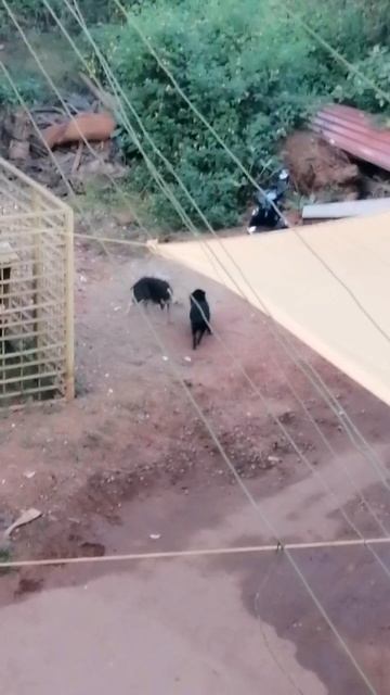 Бой кабанов