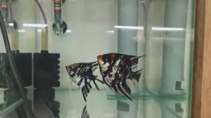 Ну что ж.. Скалярию на нерест