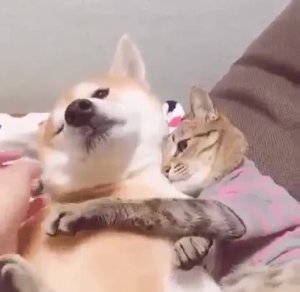 Это мой Тузик!😁