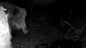 Видео фото ловушки кабаны