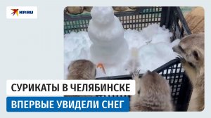 Сурикаты впервые увидели снег в Челябинском зоопарке