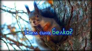 Зубы белки и их суперспособность