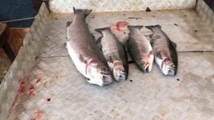 итоговый улов форели