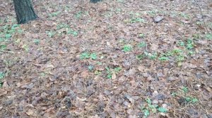 Прогулка в Солотче/тропа Паустовского/море грибов в ноябре