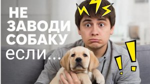 НЕ ЗАВОДИ СОБАКУ, ЕСЛИ... Причины не покупать щенка / рассуждения заводчика Елизаветы