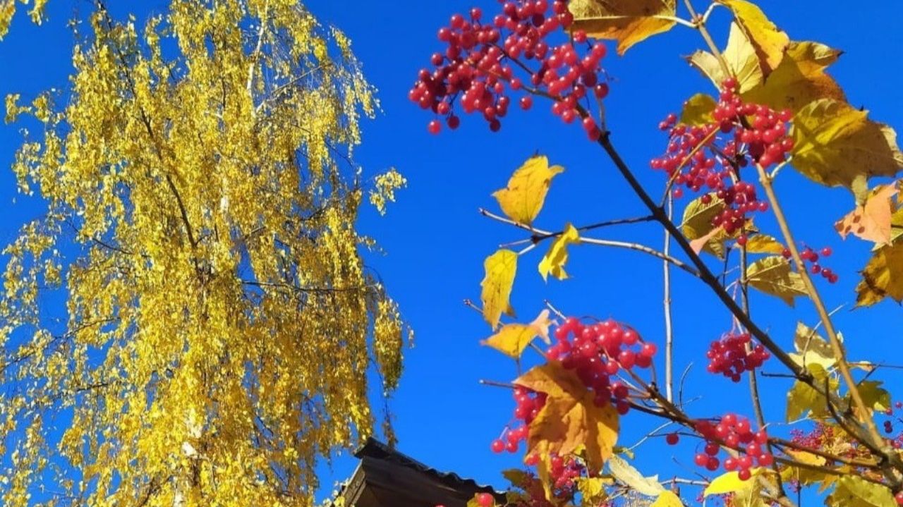 Вы шумите , шумите надо мною  берёзы ... смотреть онлайн