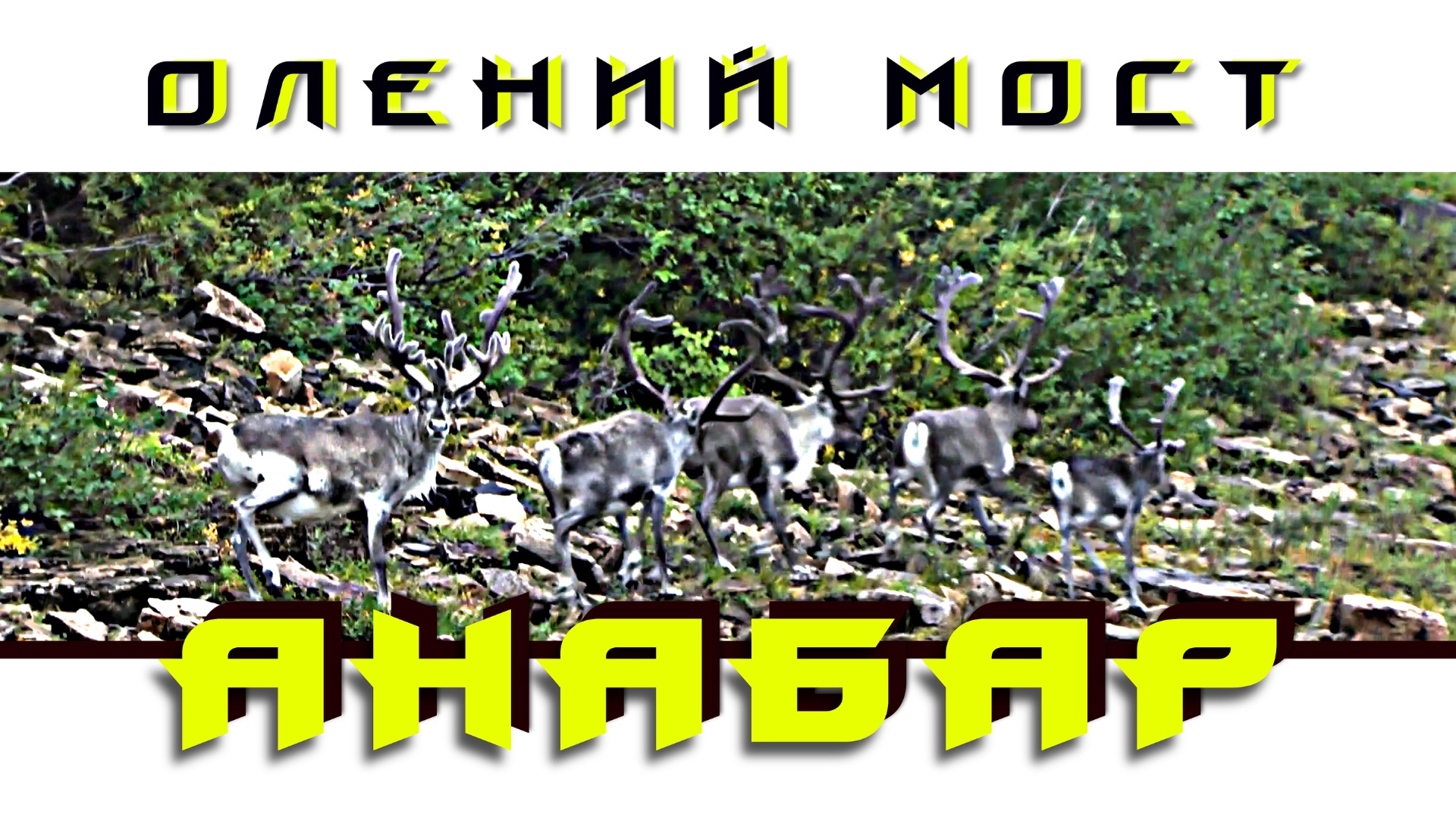 TRAVEL | Анабар. 6 серия: "Олений мост". (99,9 % людей не видели столько оленей...)