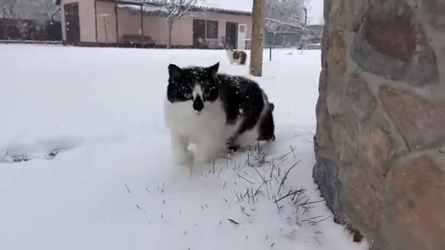 Первый снег