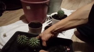 кактусы пересадка