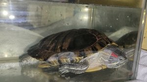 Черепаха переехала ко мне :) 🐢 🏡