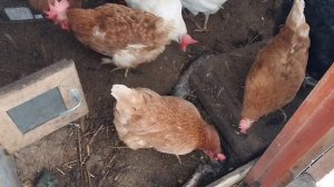 Влог:Пришла зима//Куры//Люська.