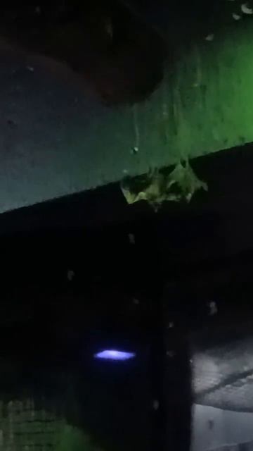 Вы когда-нибудь видели драку летучих мышей Теперь да